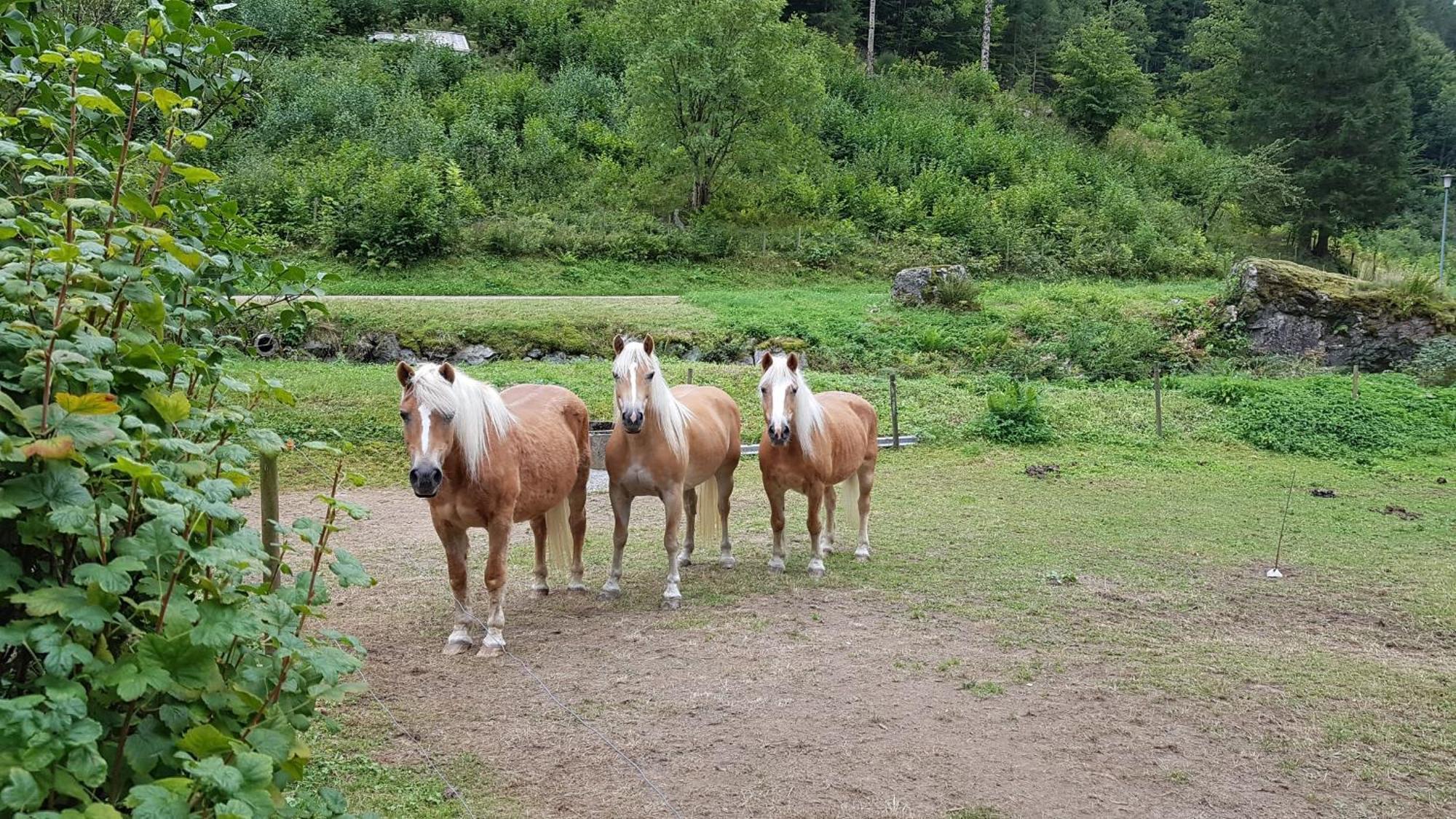 Schwarzwaldfeder Todtnau